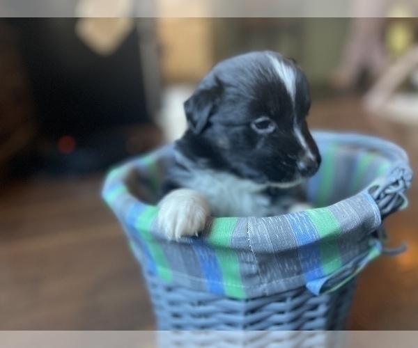 Medium Photo #2 Australian Shepherd Puppy For Sale in YADKINVILLE, NC, USA