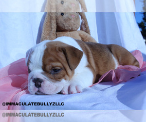 English Bulldog Puppy for sale in BALDWIN, NY, USA