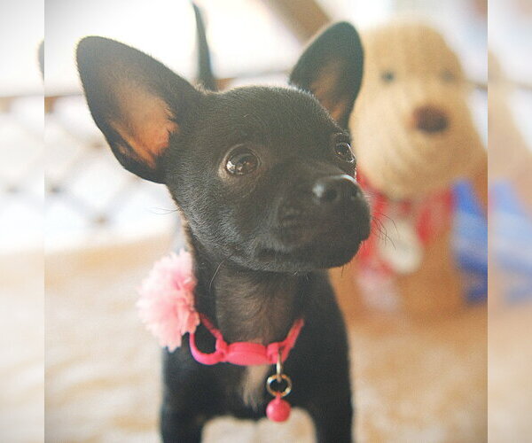 Medium Photo #1 Rat-Cha Puppy For Sale in San Jose, CA, USA