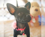 Small Rat-Cha