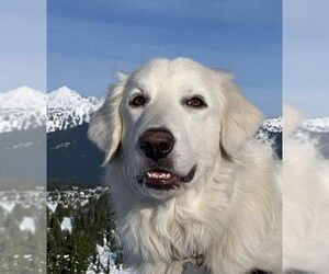 Howie - Male Great Pyrenees Dog for Adoption - Photo #3