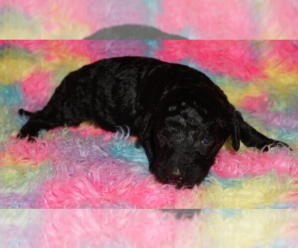 Medium Photo #1 Labradoodle Puppy For Sale in LA HABRA, CA, USA