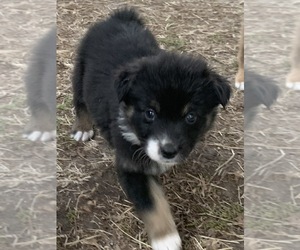 Australian Shepherd Puppy for sale in MOUNT OLIVE, NC, USA