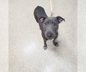 Hopper   (2026) - Male Mutt Dog for Adoption - Photo #10