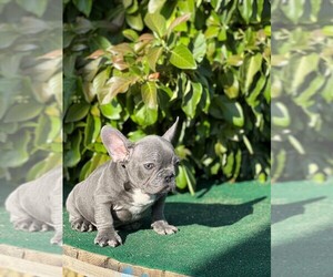 French Bulldog Puppy for Sale in OAK GLEN, California USA