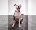 Small Photo #1 Boxer-Unknown Mix Puppy For Sale in Arlington, VA, USA