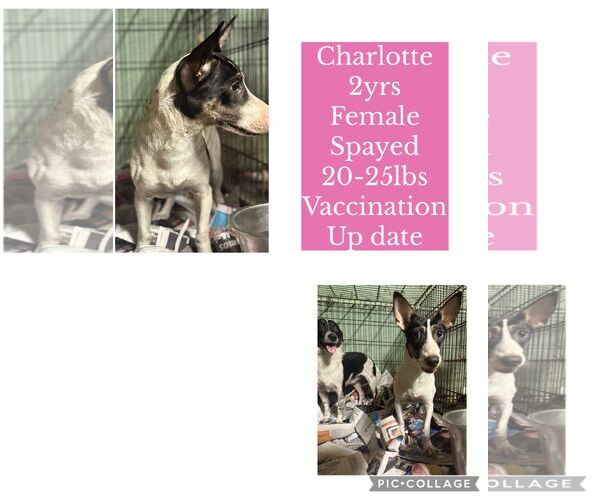 Medium Photo #10 Chihuahua-Unknown Mix Puppy For Sale in Virginia Beach, VA, USA