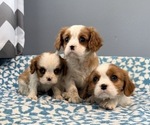 Small #4 Cavalier King Charles Spaniel