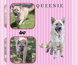 Australian Shepherd-Huskies Mix Dogs for adoption in Lindsay, CA, USA