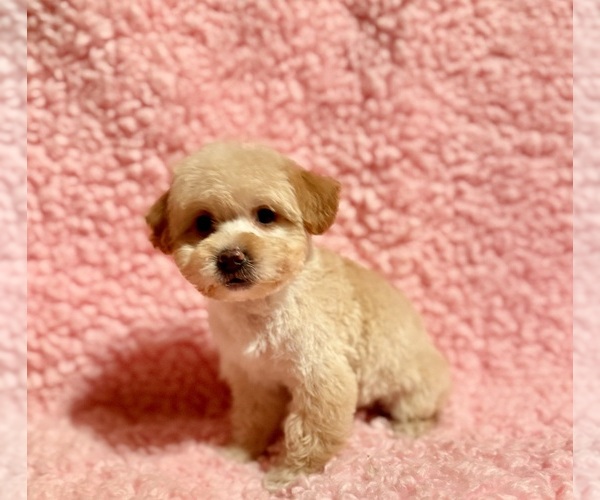 Medium Photo #4 Poodle (Toy) Puppy For Sale in REDLANDS, CA, USA