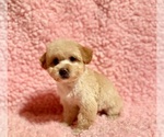 Small #3 Poodle (Toy)