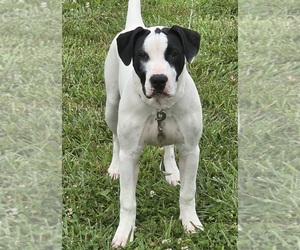 Medium American Bulldog