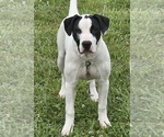 Puppy Ava American Bulldog