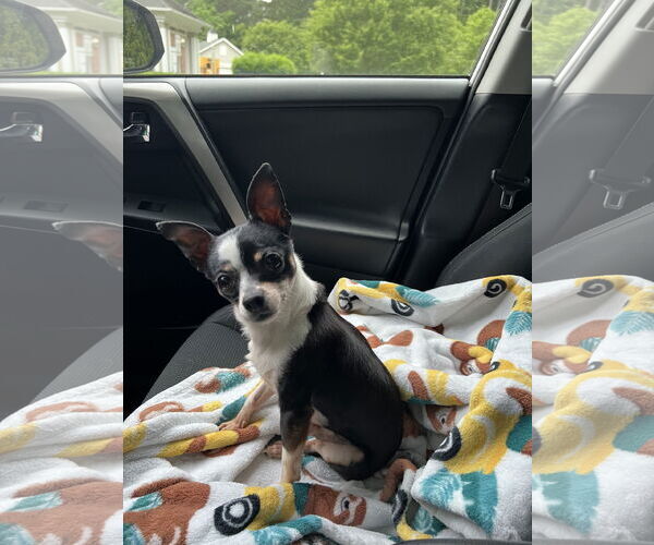 Medium Photo #5 Chihuahua Puppy For Sale in Virginia Beach, VA, USA