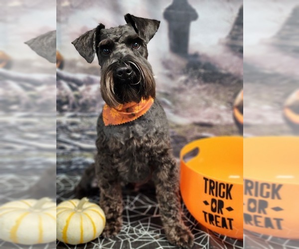 Medium Photo #1 Schnauzer (Miniature) Puppy For Sale in SOMERVILLE, AL, USA