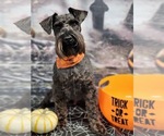 Small Photo #1 Schnauzer (Miniature) Puppy For Sale in SOMERVILLE, AL, USA