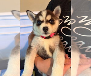 Siberian Husky Dogs for adoption in Matawan, NJ, USA