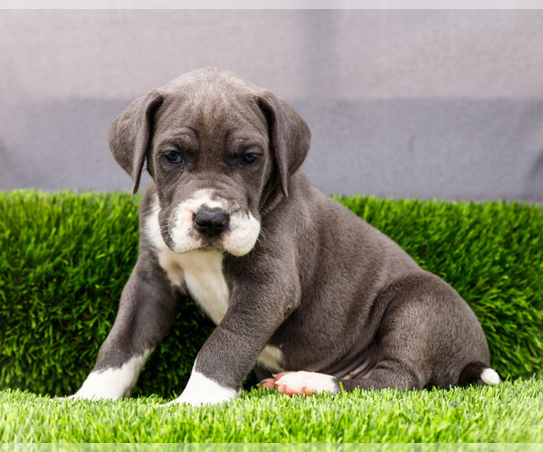 Medium Photo #5 Great Dane Puppy For Sale in WAKARUSA, IN, USA