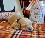 Small Photo #7 Golden Labrador Puppy For Sale in MARYVILLE, MO, USA