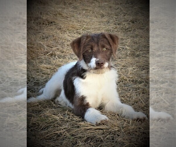 Medium Photo #1 Bordoodle Puppy For Sale in OLATHE, CO, USA