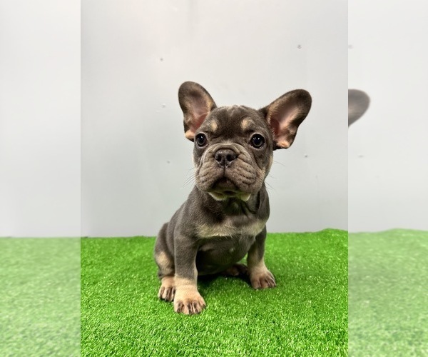 Medium Photo #1 French Bulldog Puppy For Sale in SACRAMENTO, CA, USA