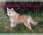 Small Photo #2 Pomsky Puppy For Sale in SEQUIM, WA, USA