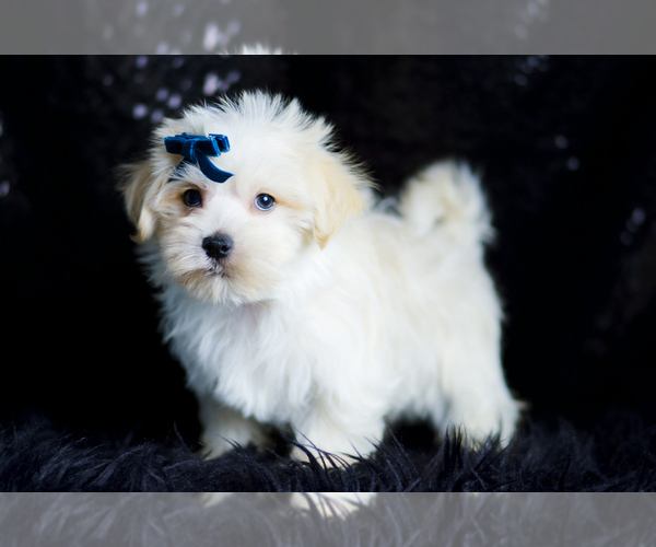 Medium Photo #85 Morkie Puppy For Sale in WARSAW, IN, USA