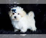 Small Photo #85 Morkie Puppy For Sale in WARSAW, IN, USA