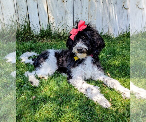 Medium Photo #6 Poodle (Standard)-Unknown Mix Puppy For Sale in Sandy, UT, USA