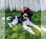 Small #5 Poodle (Standard) Mix