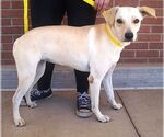 Small #3 Labrador Retriever Mix