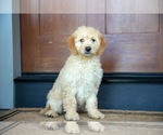 Puppy Chanel Goldendoodle (Miniature)