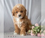 Small #3 Poodle (Miniature)