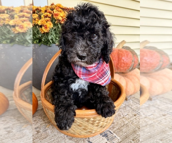 Medium Photo #4 Golden Mountain Doodle  Puppy For Sale in UPLAND, IN, USA