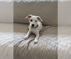 Mutt Dogs for adoption in Cliffwood, NJ, USA