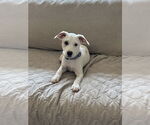 Small Mutt