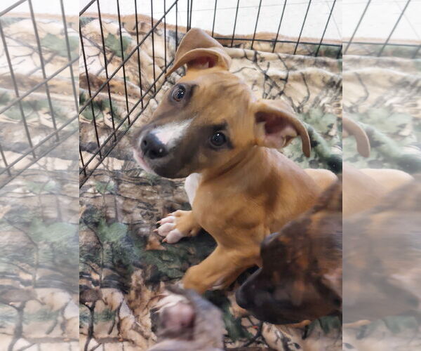 Medium Photo #1 Bullboxer Pit Puppy For Sale in Sanford, FL, USA