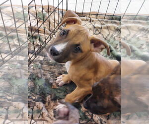 Bullboxer Pit Dogs for adoption in Sanford, FL, USA