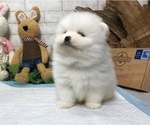 Small Photo #3 Pomeranian Puppy For Sale in NEW YORK, NY, USA