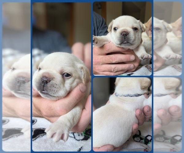 Medium Photo #4 French Bulldog Puppy For Sale in FORT COLLINS, CO, USA