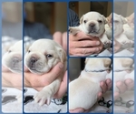 Small #3 French Bulldog
