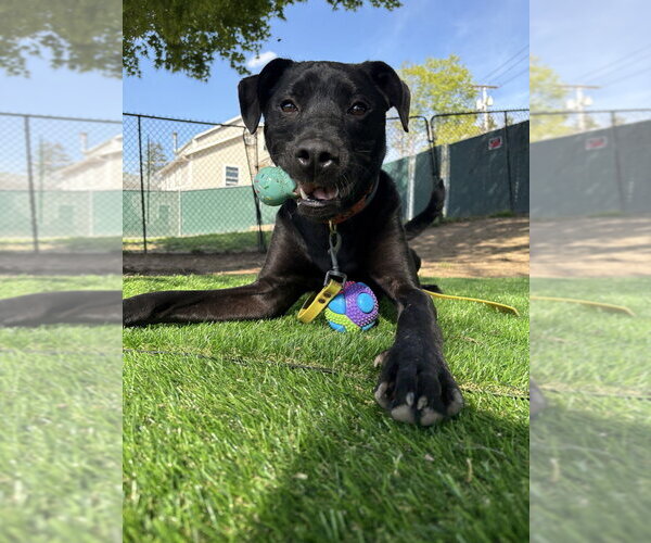 Medium Photo #12 Labrador Retriever-Unknown Mix Puppy For Sale in Brewster, NY, USA