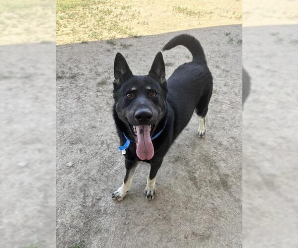 Medium Photo #4 German Shepherd Dog-Unknown Mix Puppy For Sale in Riverside, CA, USA