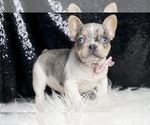 Small #4 French Bulldog