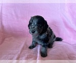 Puppy Luna Goldendoodle