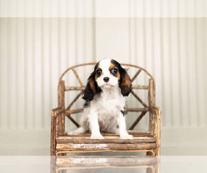 Medium Cavalier King Charles Spaniel