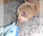Puppy 6 Olde English Bulldogge