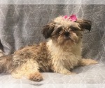 Small Photo #3 Shih Tzu Puppy For Sale in LAKELAND, FL, USA