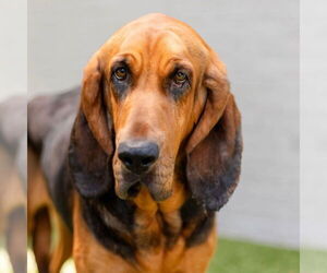 Bloodhound Dogs for adoption in Canton, CT, USA