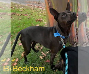 Miniature Pinscher-Unknown Mix Dogs for adoption in Los Angeles, CA, USA